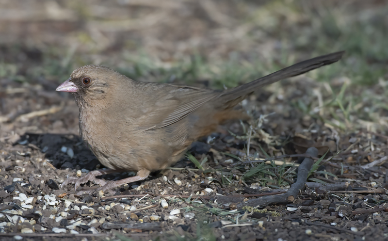 Aberts_Towhee_15_AZ_005