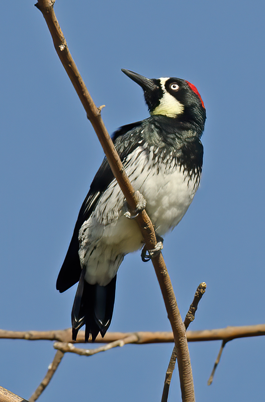 Acorn_Woodpecker_11_CA_024
