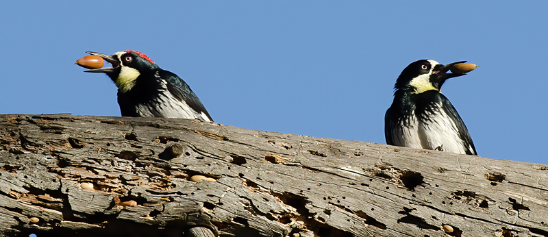 Acorn_Woodpecker_11_CA_074