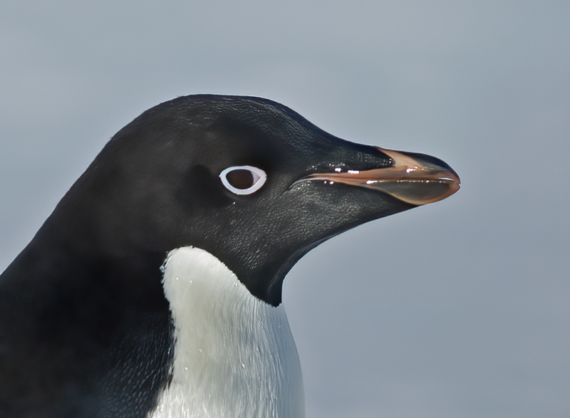 Adelie_Penguin_07_Antarctica_076