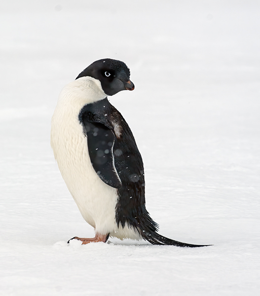 Adelie_Penguin_07_Antarctica_110
