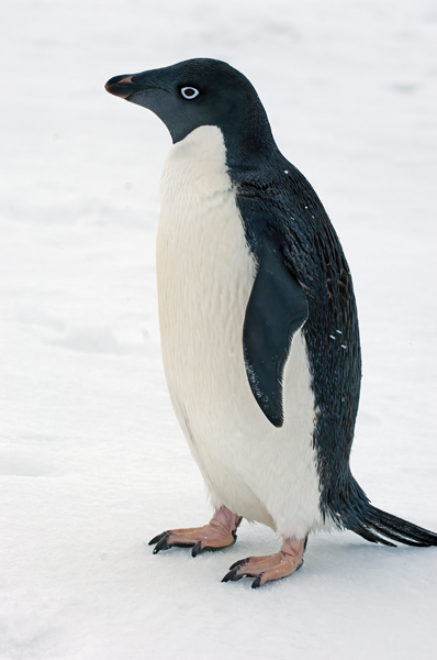 Adelie_Penguin_07_Antarctica_115