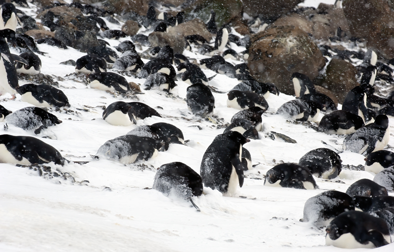 Adelie_Penguin_07_Antarctica_133
