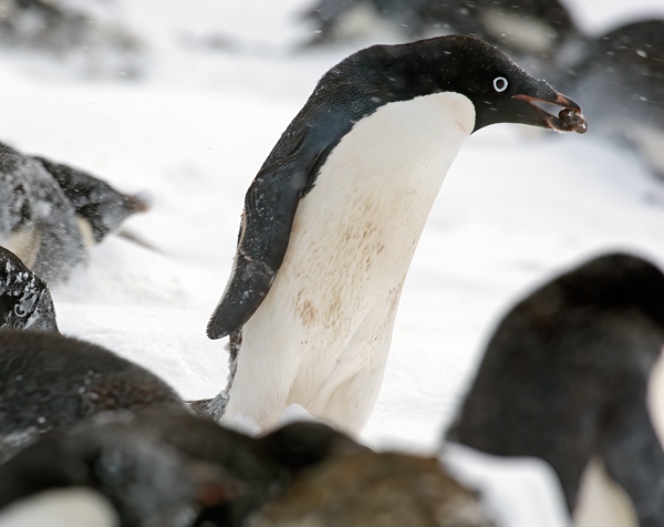 Adelie_Penguin_07_Antarctica_171