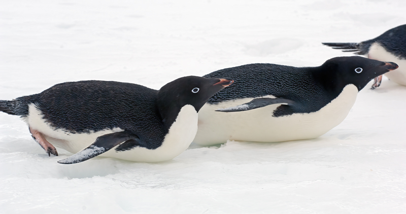 Adelie_Penguin_07_Antarctica_203