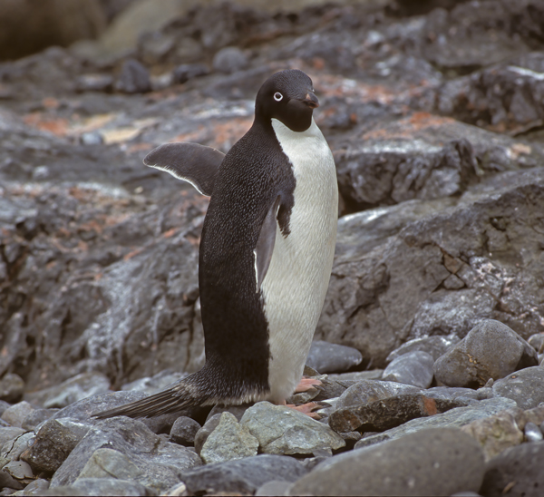 Adelie_Penguin_98_Antarctica_010