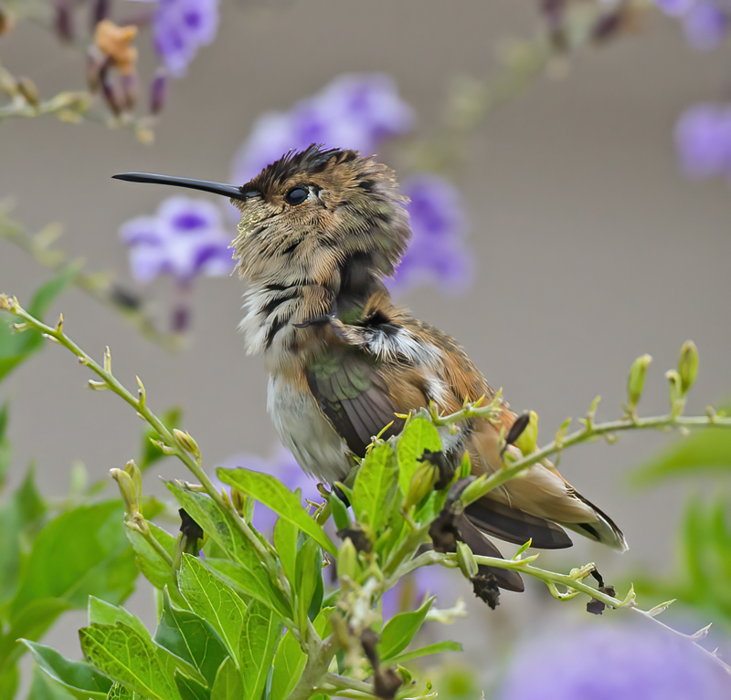 Allens_Hummingbird_11_CA_051