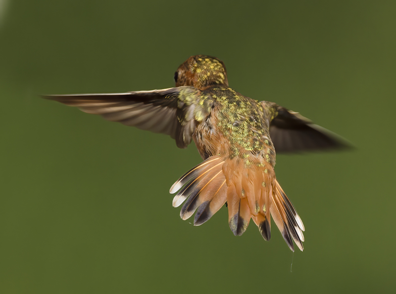 Allens_Hummingbird_14_CA_266