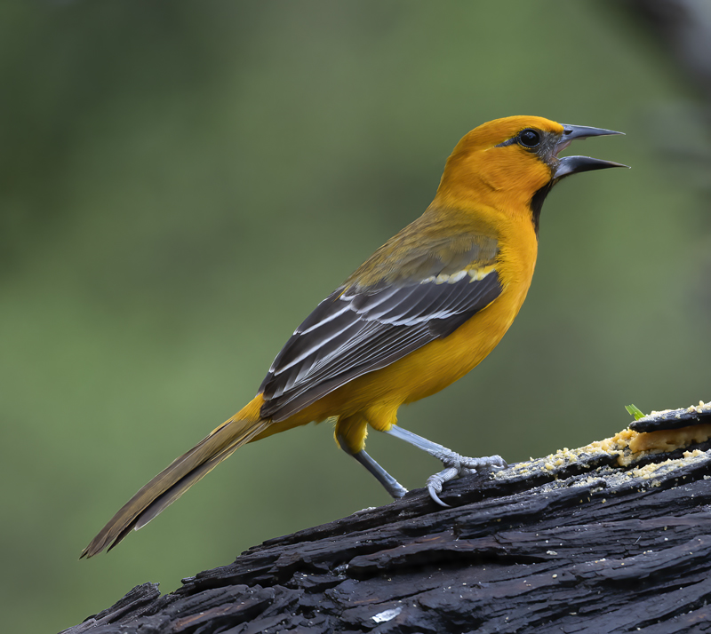Altamira_Oriole_19_TX_012