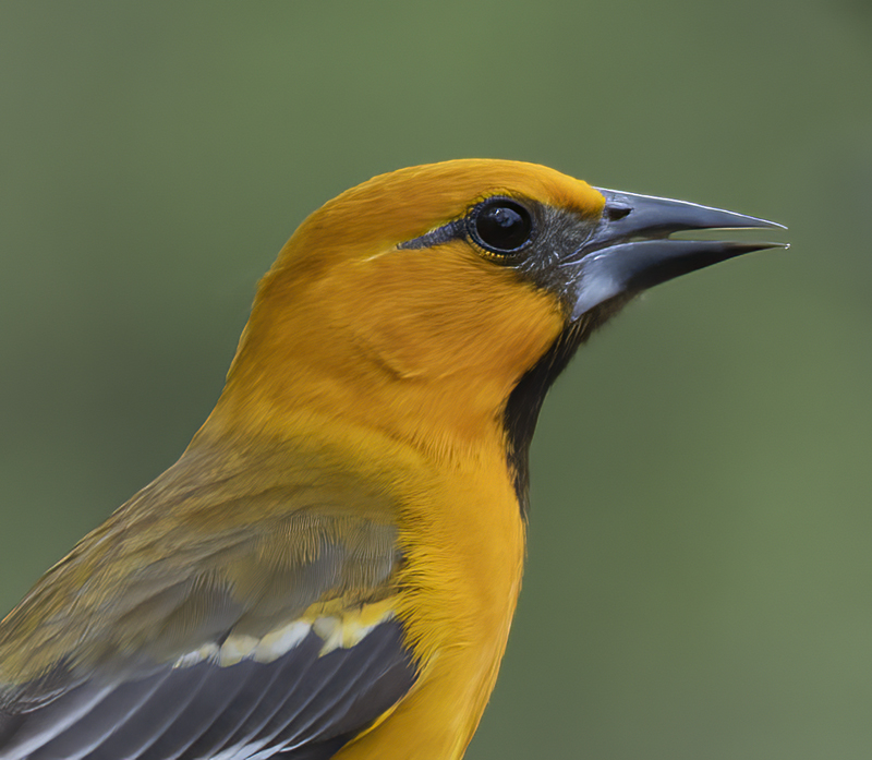 Altamira_Oriole_19_TX_013