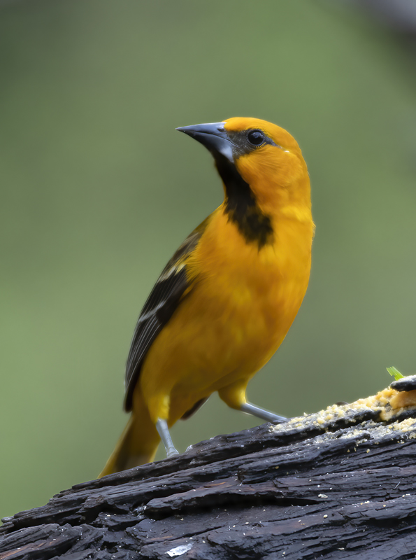 Altamira_Oriole_19_TX_022