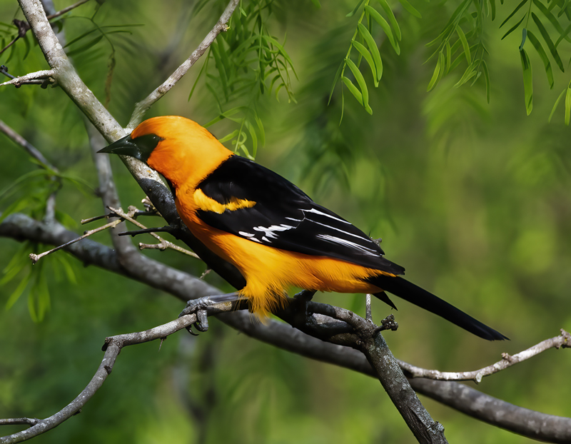 Altamira_Oriole_19_TX_031