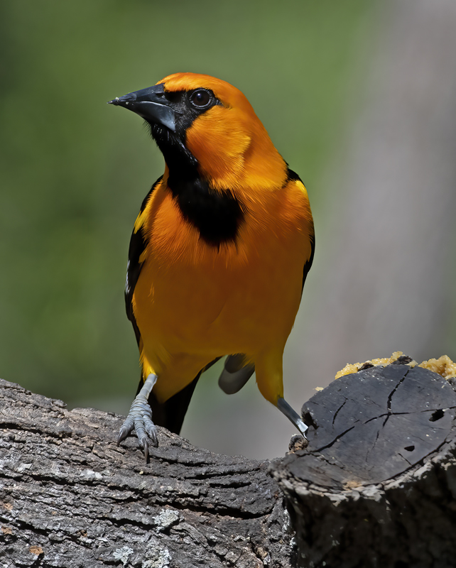 Altamira_Oriole_19_TX_067