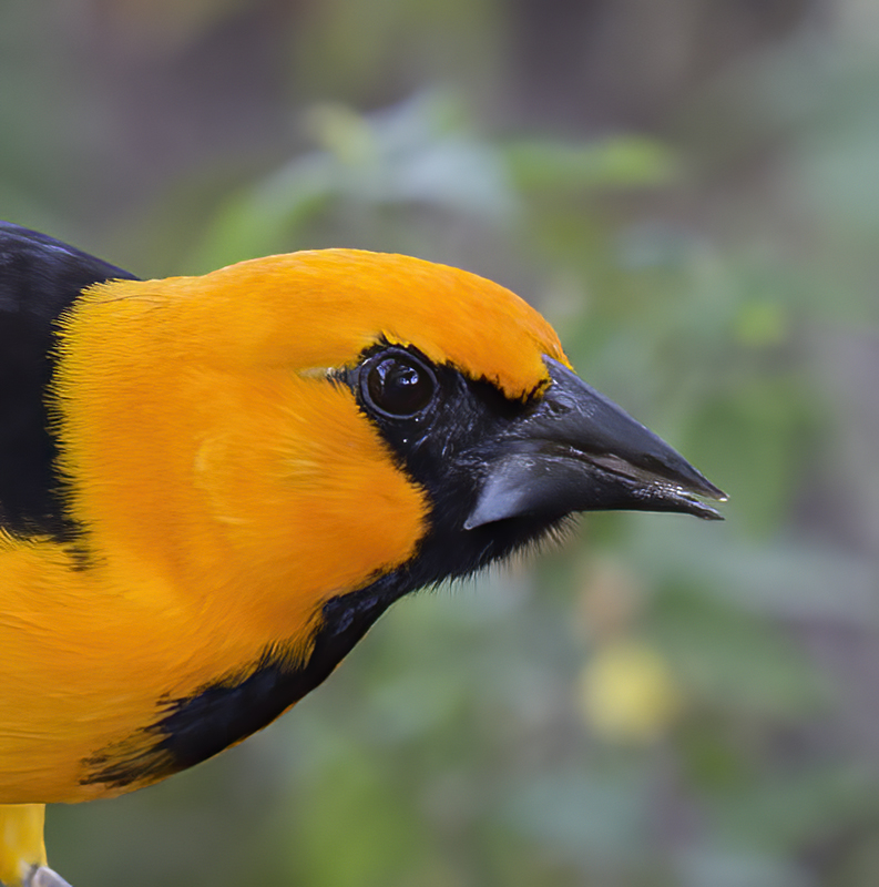 Altamira_Oriole_TX_18_009