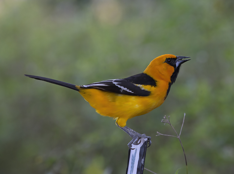 Altamira_Oriole_TX_18_019