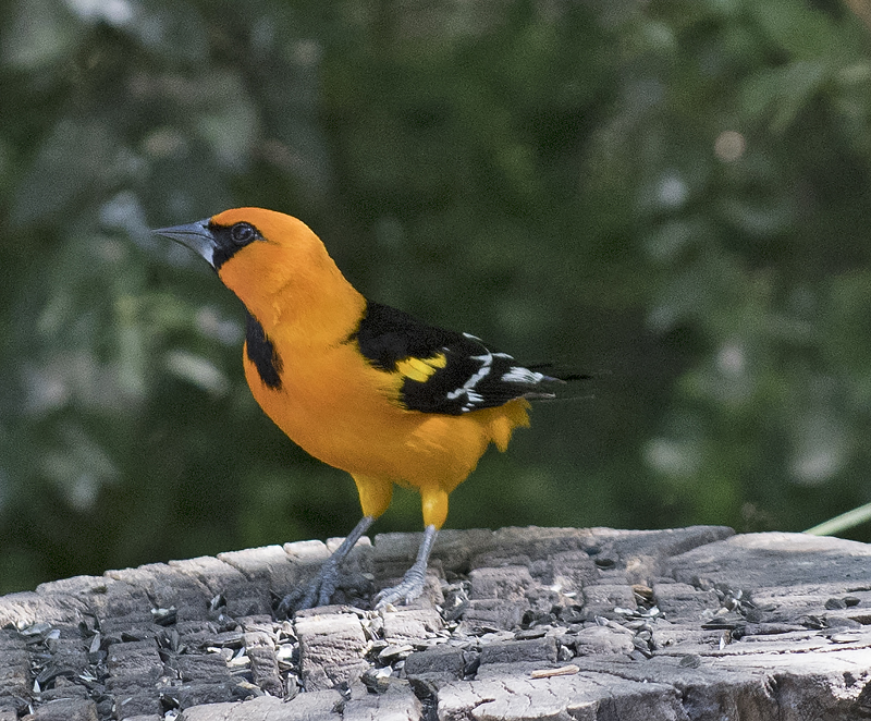 Altamira_Oriole_TX_18_085