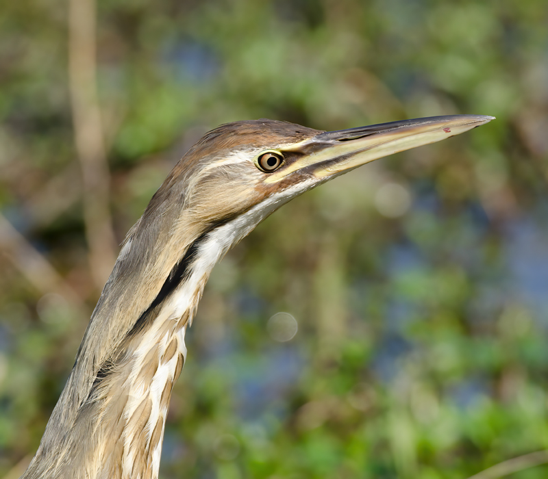 American_Bittern_11_FL_117