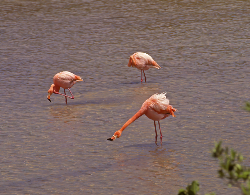 American_Flamingo_97_Galapagos_001
