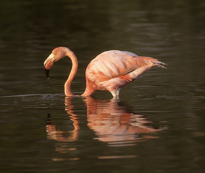 American_Flamingo_97_Galapagos_006