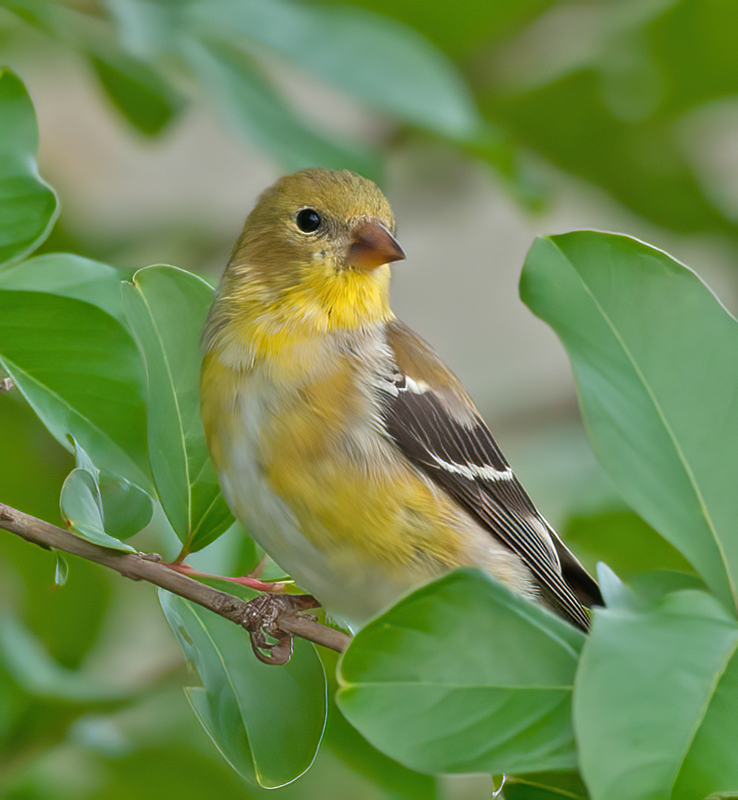 American_Goldfinch_11_FL_010