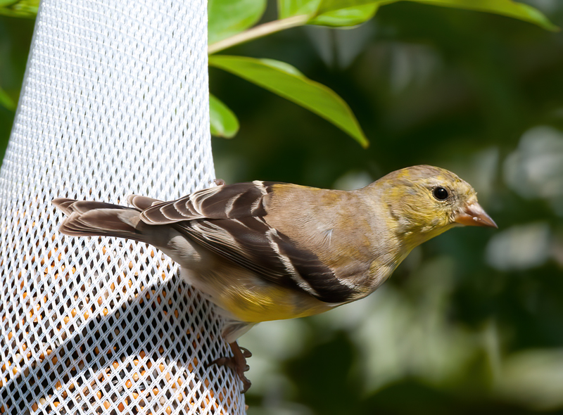American_Goldfinch_11_FL_055