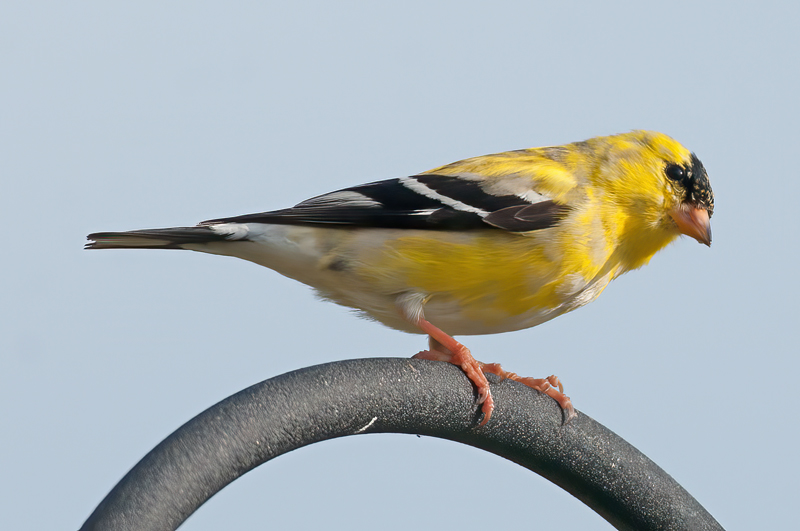 American_Goldfinch_11_FL_077