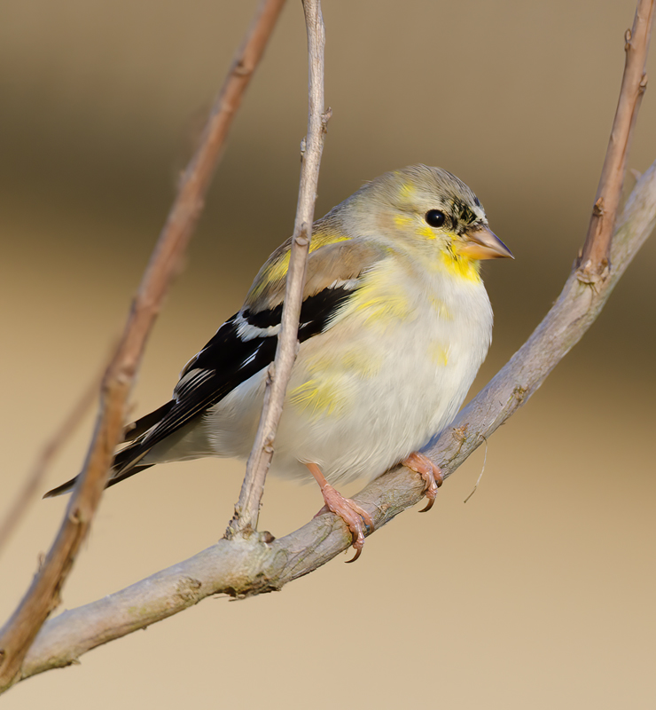 American_Goldfinch_12_FL_021