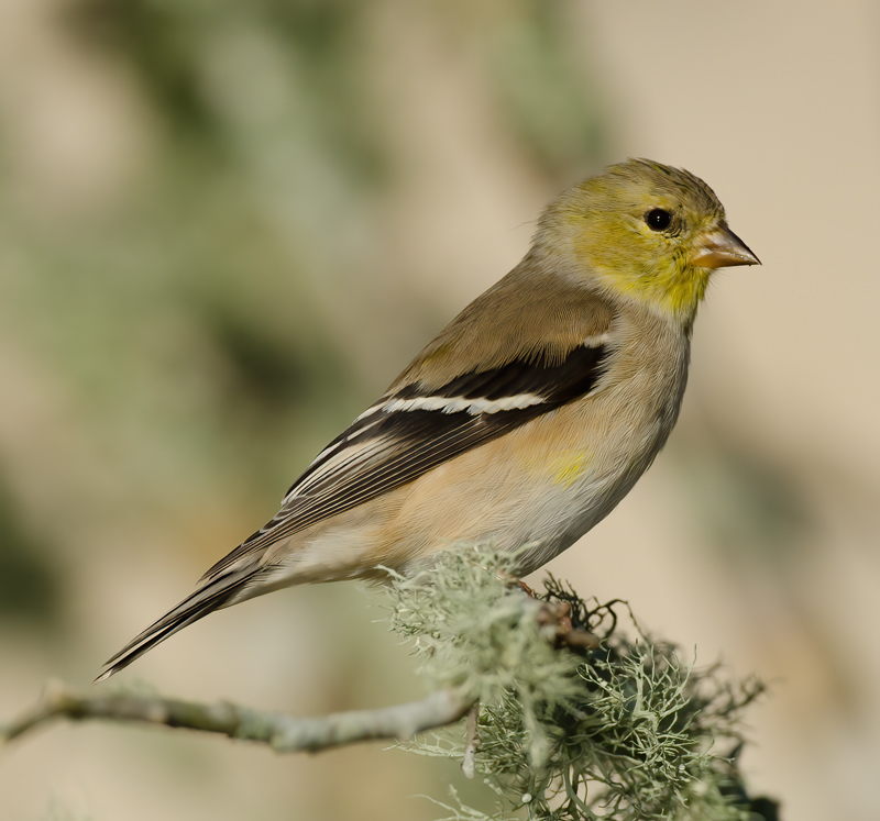 American_Goldfinch_12_FL_042