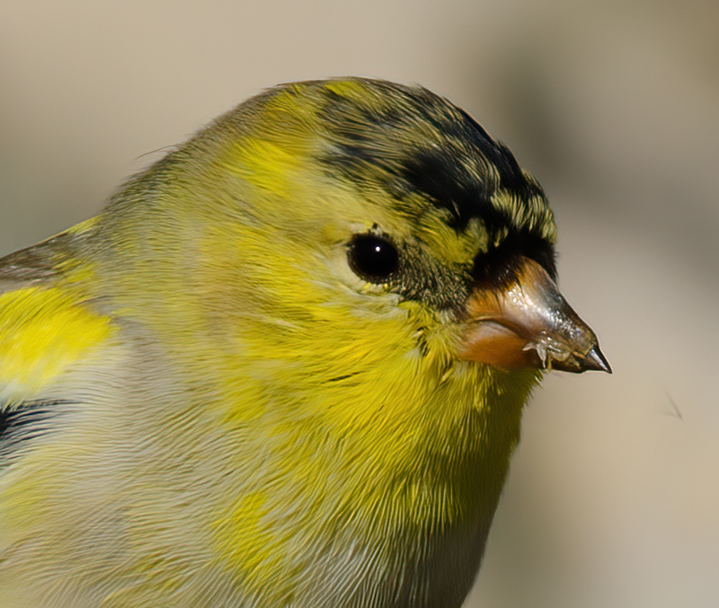 American_Goldfinch_12_FL_051