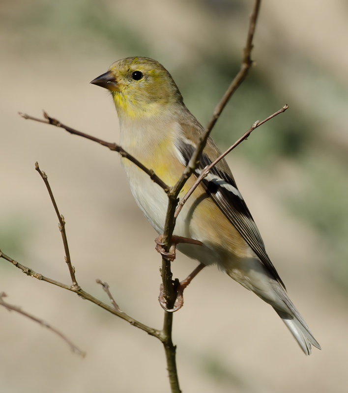 American_Goldfinch_12_FL_054