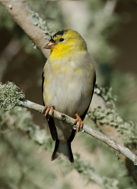 American_Goldfinch_12_FL_058
