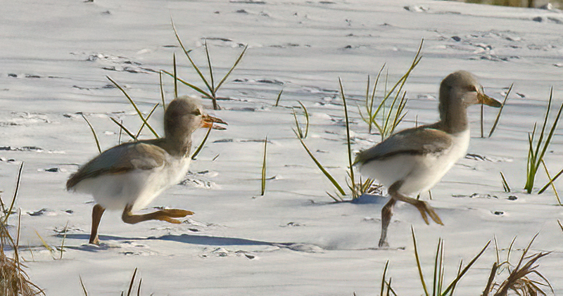 American_Oystercatcher_08_FL_002