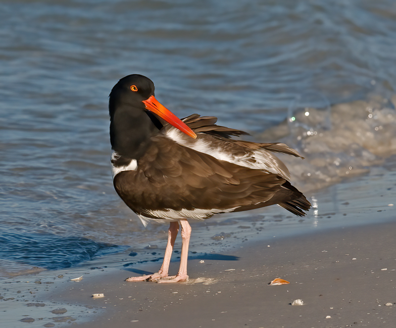 American_Oystercatcher_08_FL_026