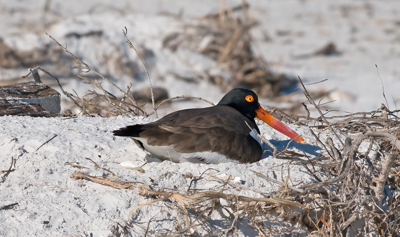 American_Oystercatcher_08_FL_045