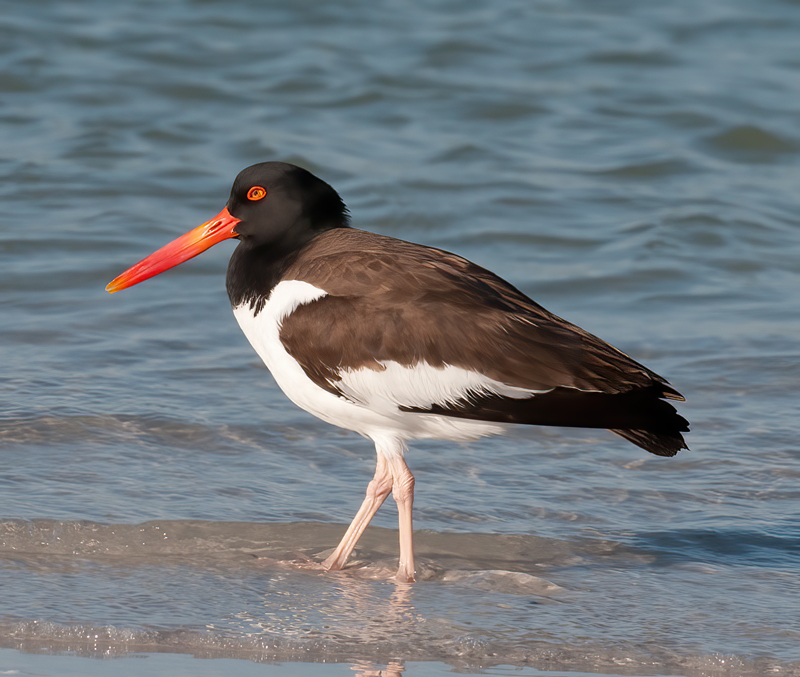 American_Oystercatcher_09_FL_019