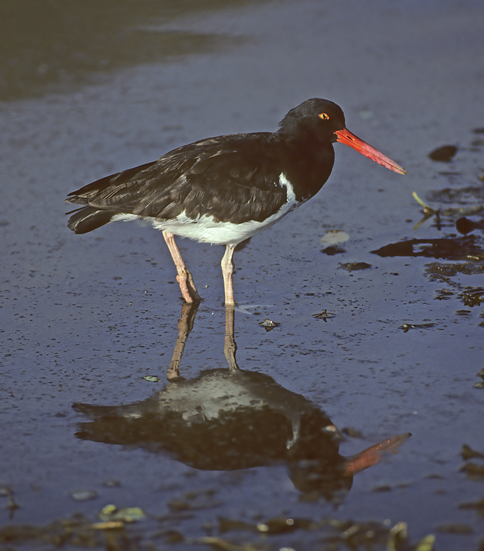 American_Oystercatcher_97_Galapagos_001