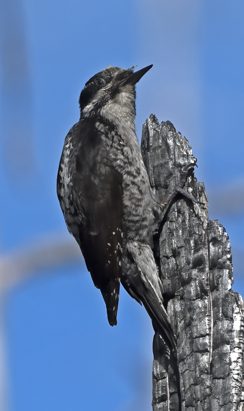 American_Three_toed_Woodpecker_17_OR_003