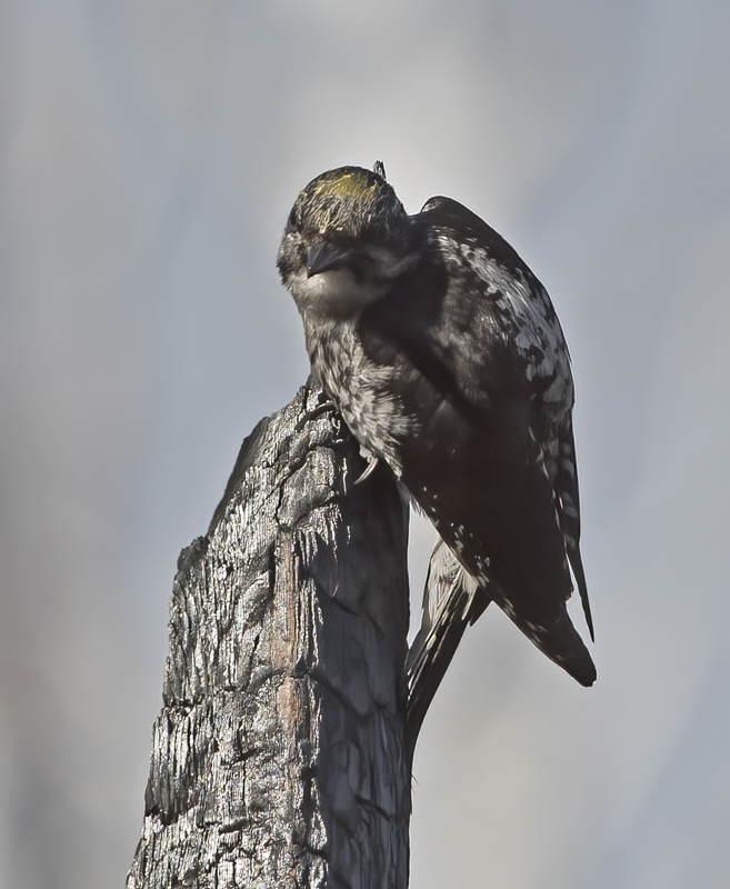 American_Three_toed_Woodpecker_17_OR_011