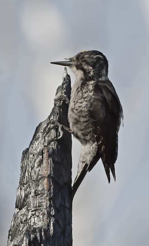 American_Three_toed_Woodpecker_17_OR_016