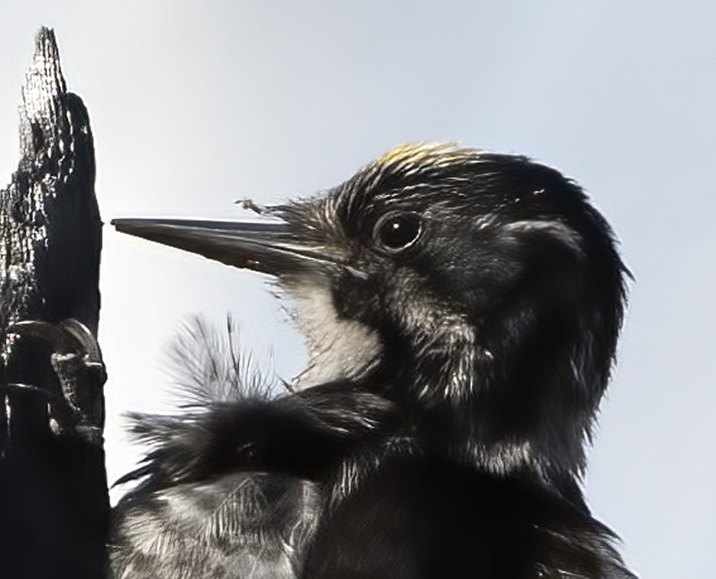American_Three_toed_Woodpecker_17_OR_018