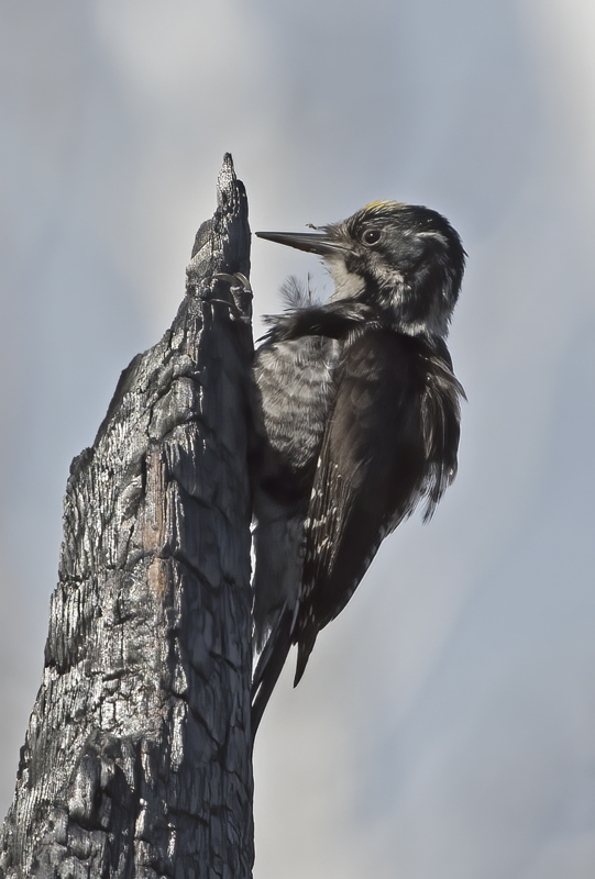 American_Three_toed_Woodpecker_17_OR_019