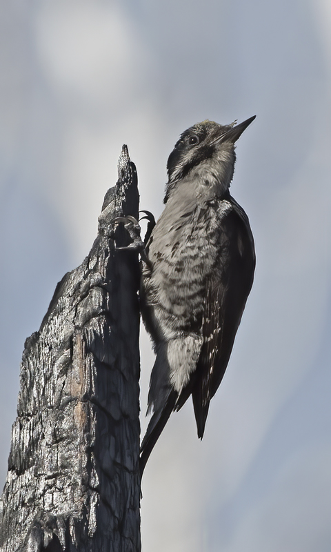 American_Three_toed_Woodpecker_17_OR_025
