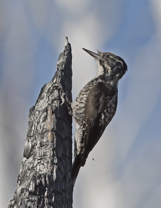 American_Three_toed_Woodpecker_17_OR_033