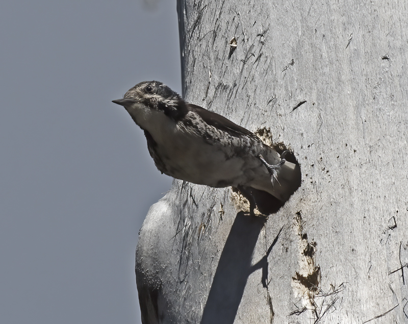 American_Three_toed_Woodpecker_17_OR_043