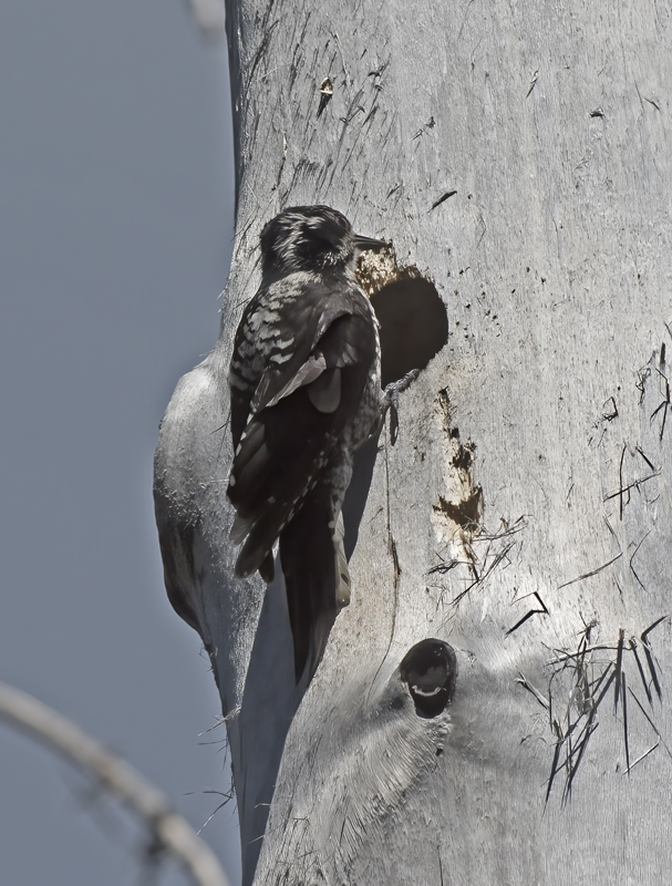 American_Three_toed_Woodpecker_17_OR_049