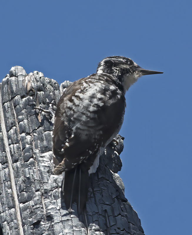 American_Three_toed_Woodpecker_17_OR_054