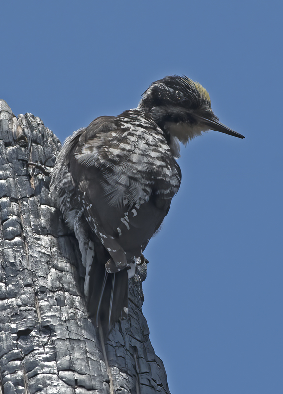 American_Three_toed_Woodpecker_17_OR_075