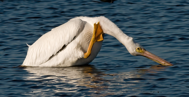 American_White_Pelican_09_FL_158