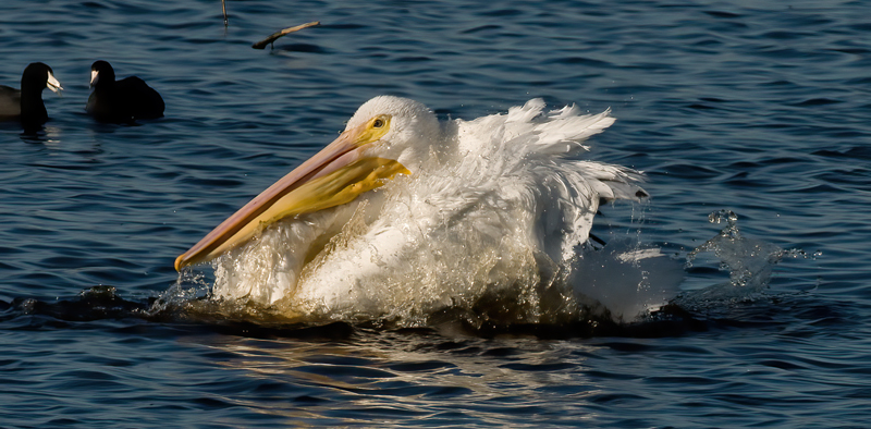 American_White_Pelican_09_FL_161