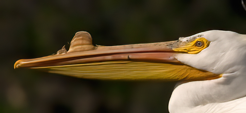 American_White_Pelican_09_FL_196